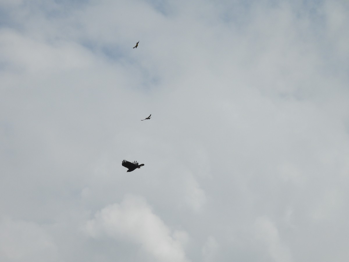 Zone-tailed Hawk - ML646916591