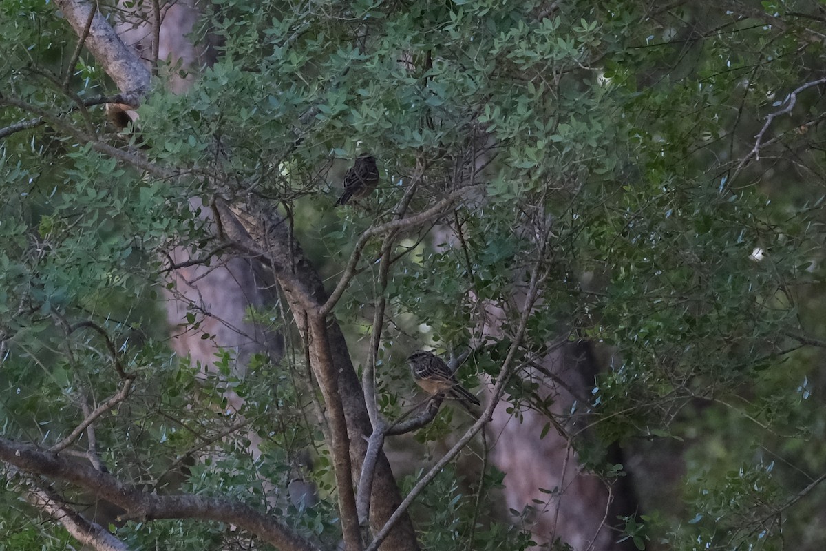 Rock Bunting - ML646916594