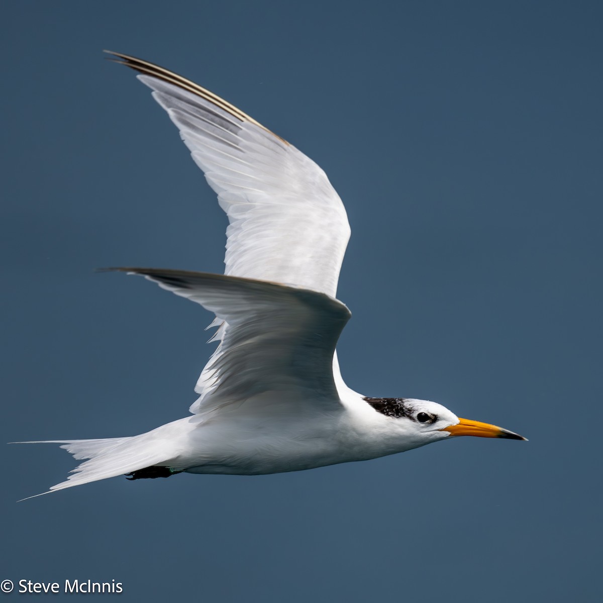 kinaterne - ML646916595