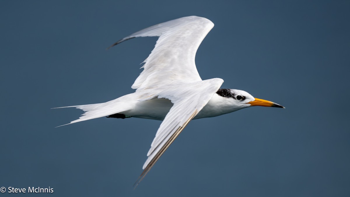 kinaterne - ML646916596