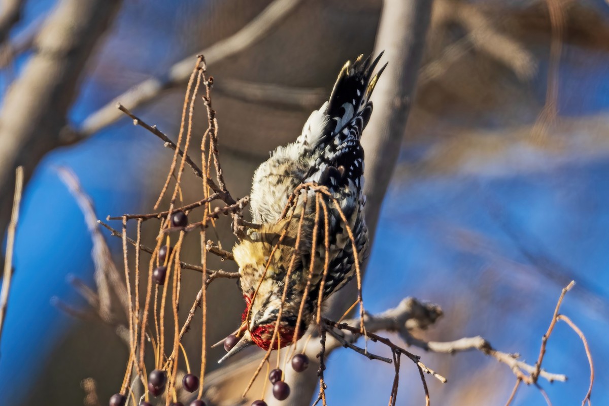 Yellow-bellied Sapsucker - ML646916607
