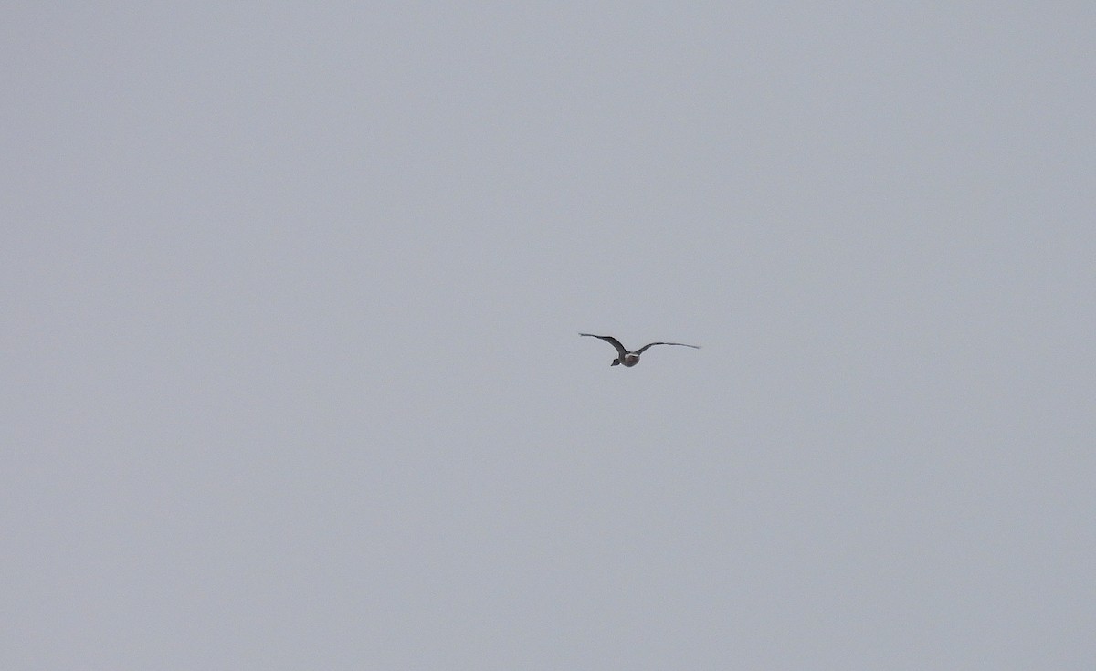 Antzara hankagorrizta - ML646916608