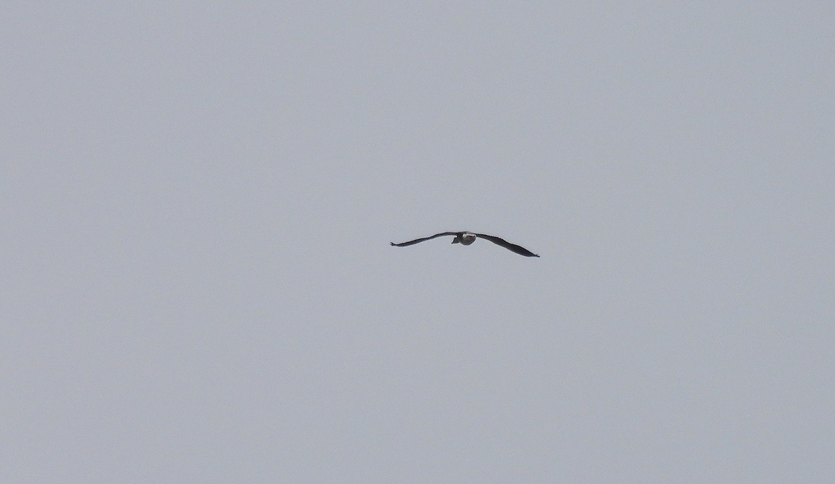 Antzara hankagorrizta - ML646916609