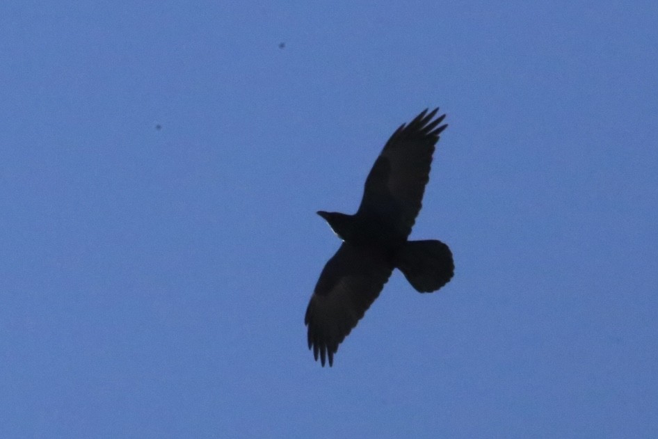 Common Raven - ML646916611