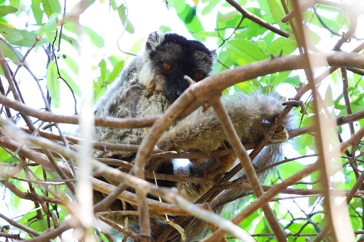 Mongoose Lemur - ML646916615