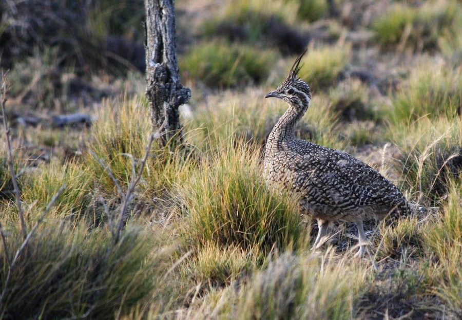 sørtopptinamu - ML646916618