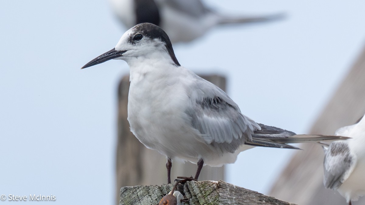 Речная крачка (longipennis) - ML646916625