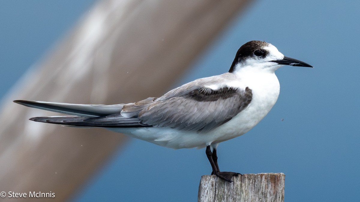 Речная крачка (longipennis) - ML646916626