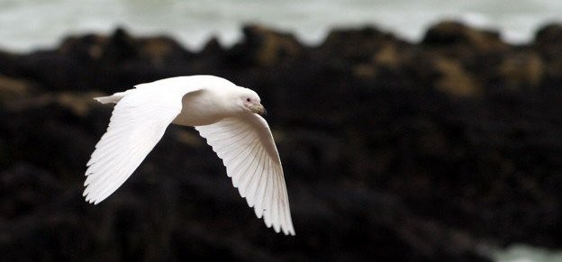 Weißgesicht-Scheidenschnabel - ML646916629