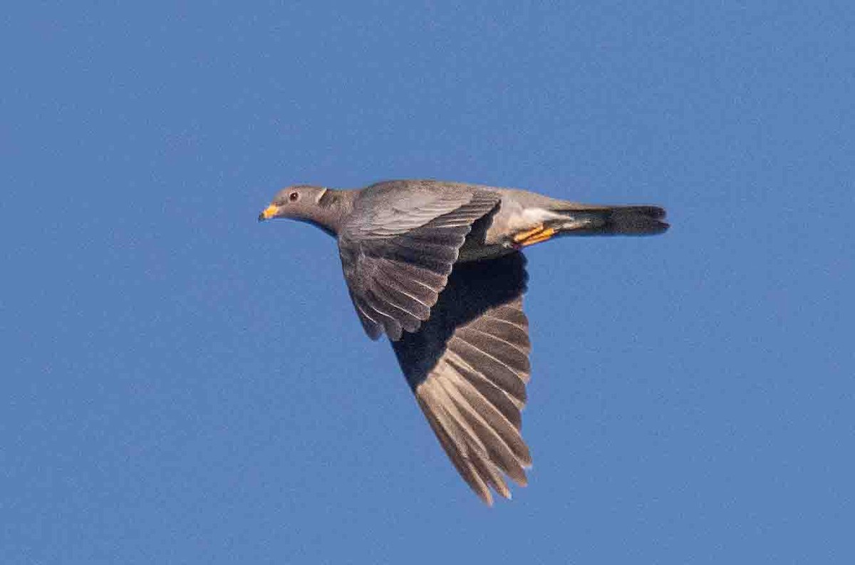 Band-tailed Pigeon - ML646916632