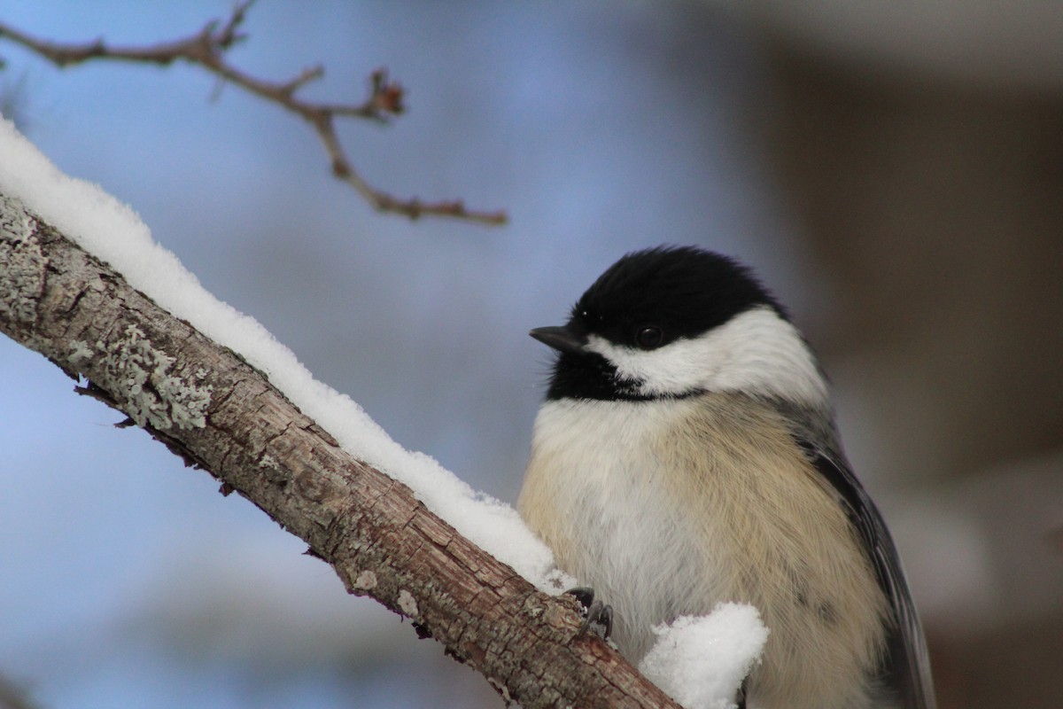 Black-capped Chickadee - ML646916633