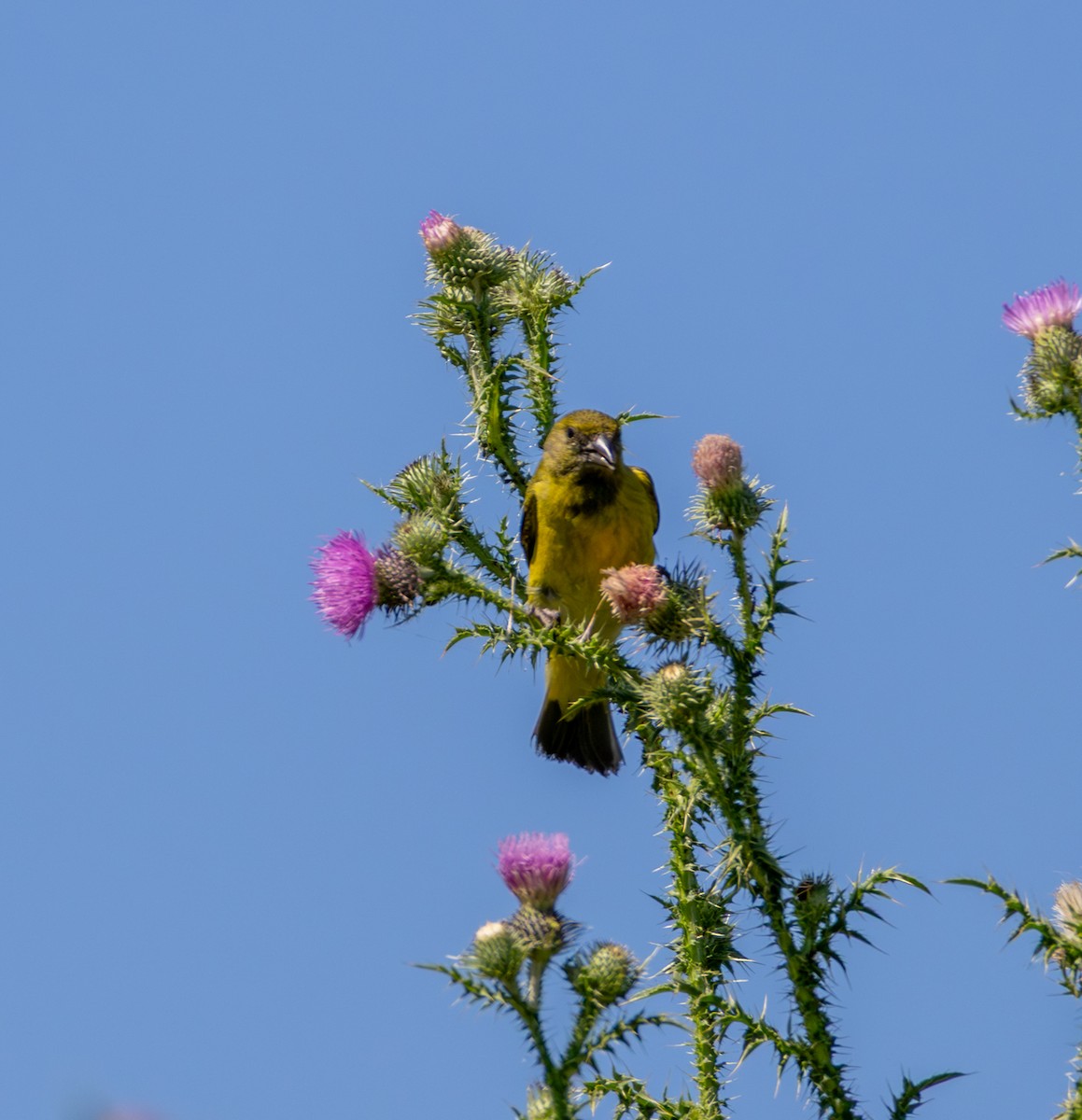 Hooded Siskin - ML646916638