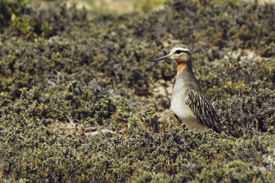 rusthalslo - ML646916639