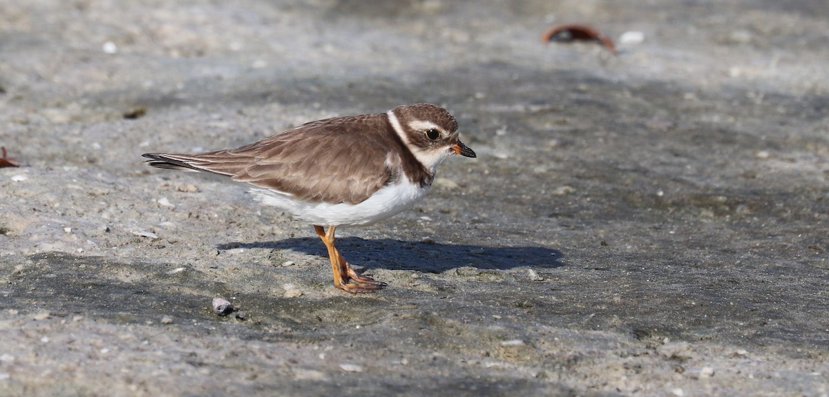 ミズカキチドリ - ML646916654