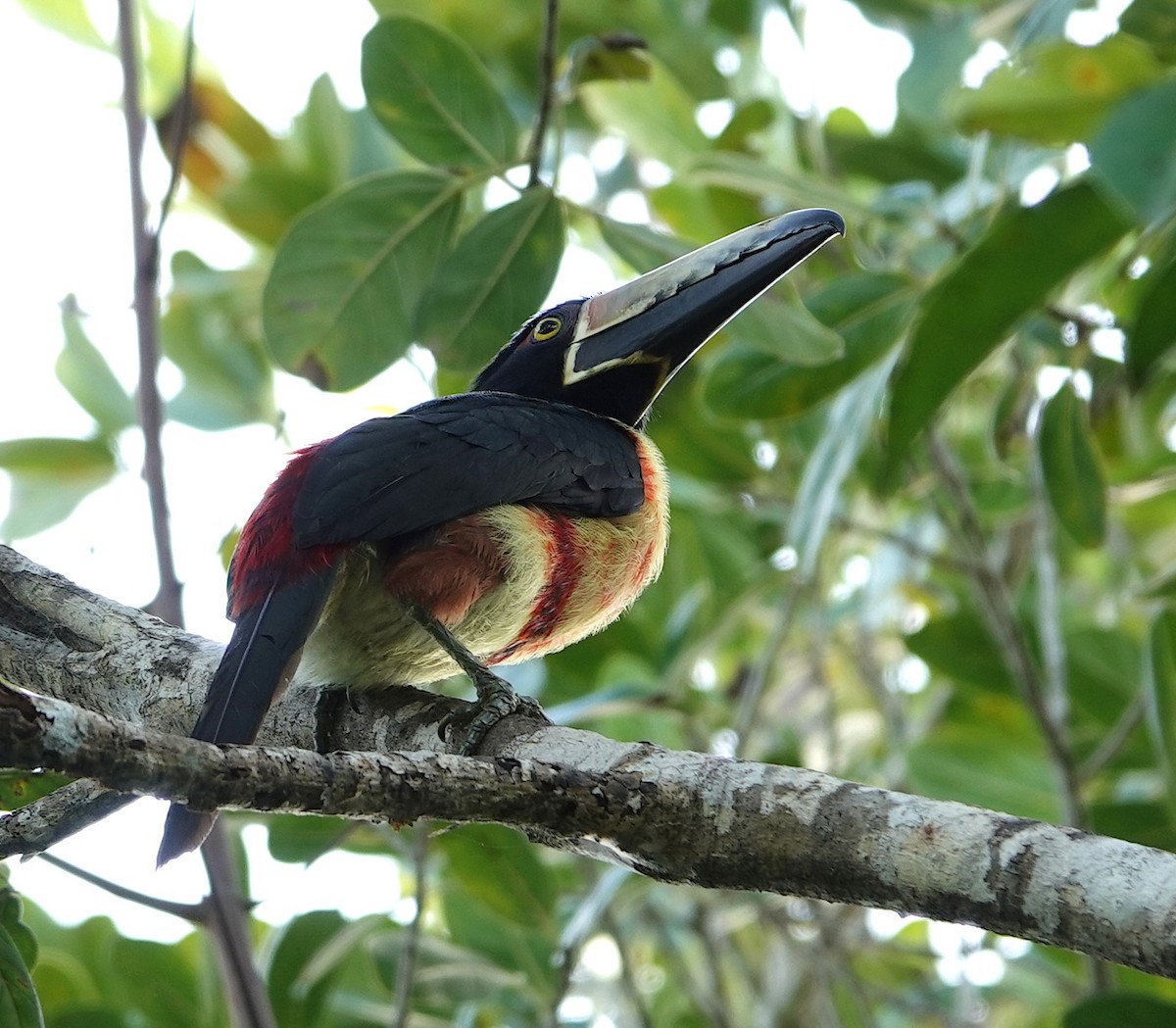 Collared Aracari - ML646916655