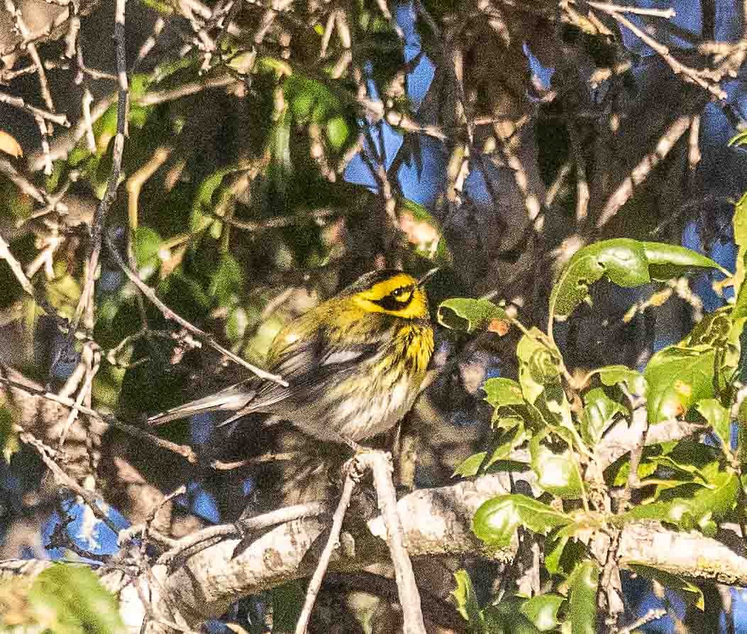 Townsend's Warbler - ML646916656