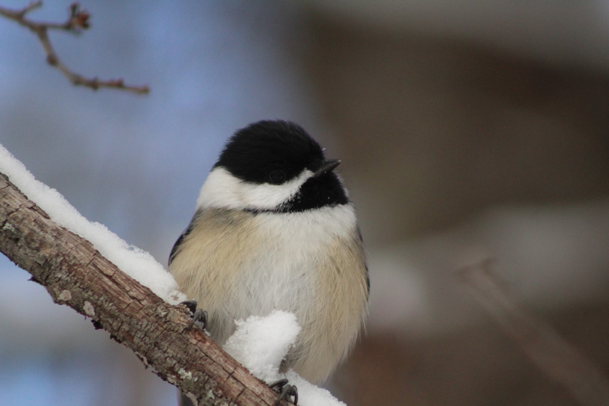 Black-capped Chickadee - ML646916659