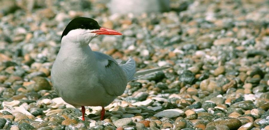 svaleterne - ML646916660