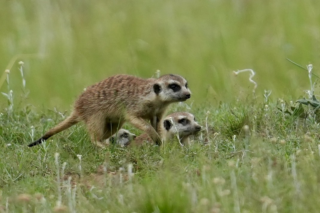 Southern African Meerkat - ML646916661