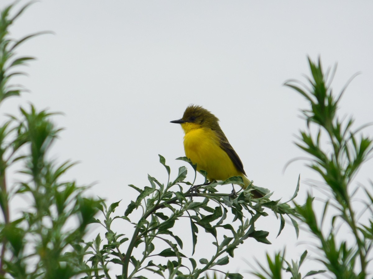 ハリバネムシクイタイランチョウ - ML646916662