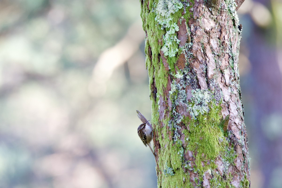 Short-toed Treecreeper - ML646916663