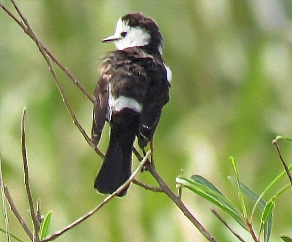 Black-backed Water-Tyrant - ML646916665