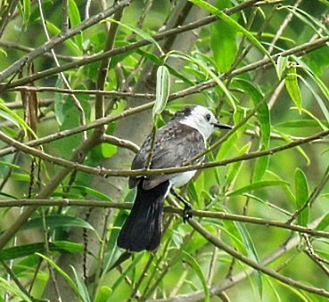 Black-backed Water-Tyrant - ML646916666