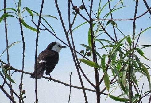 Black-backed Water-Tyrant - ML646916667