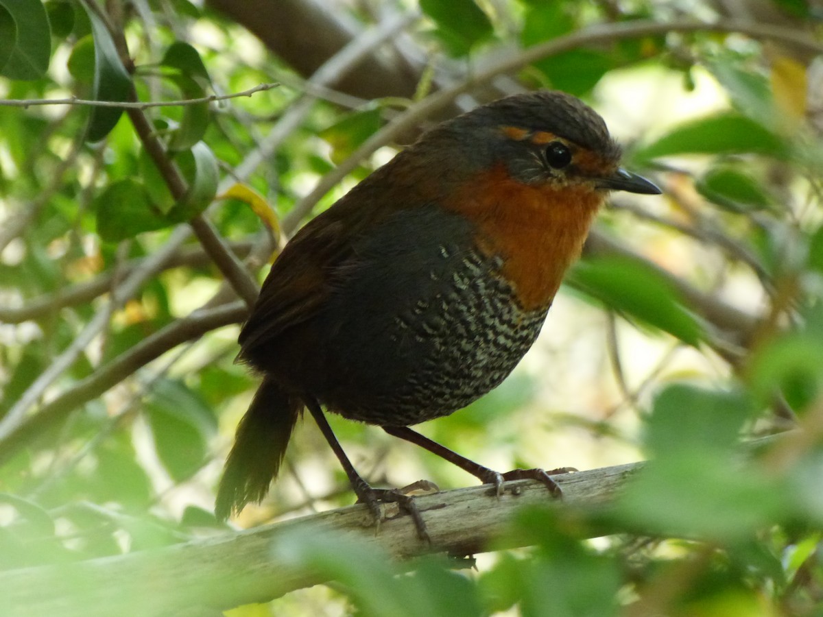 Chucao Tapaculo - ML646916669