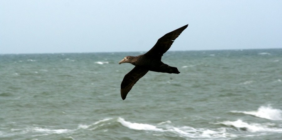 sørkjempepetrell - ML646916671