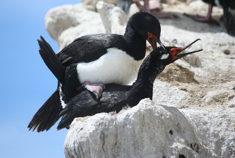 magellanskarv - ML646916677