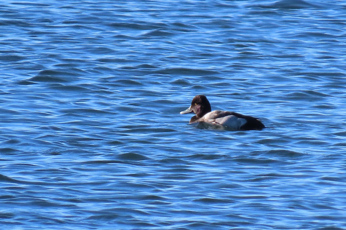 Murgilari txikia - ML646916678