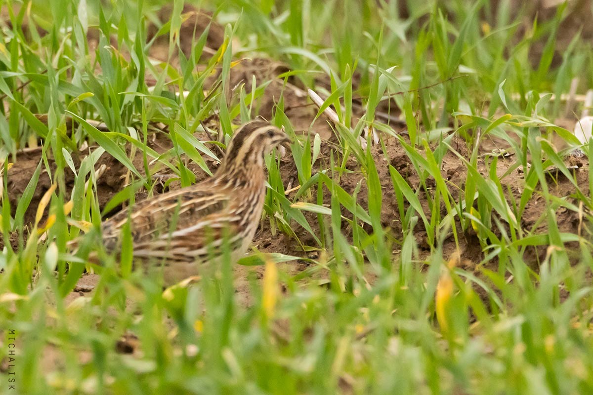 Bıldırcın - ML646916684