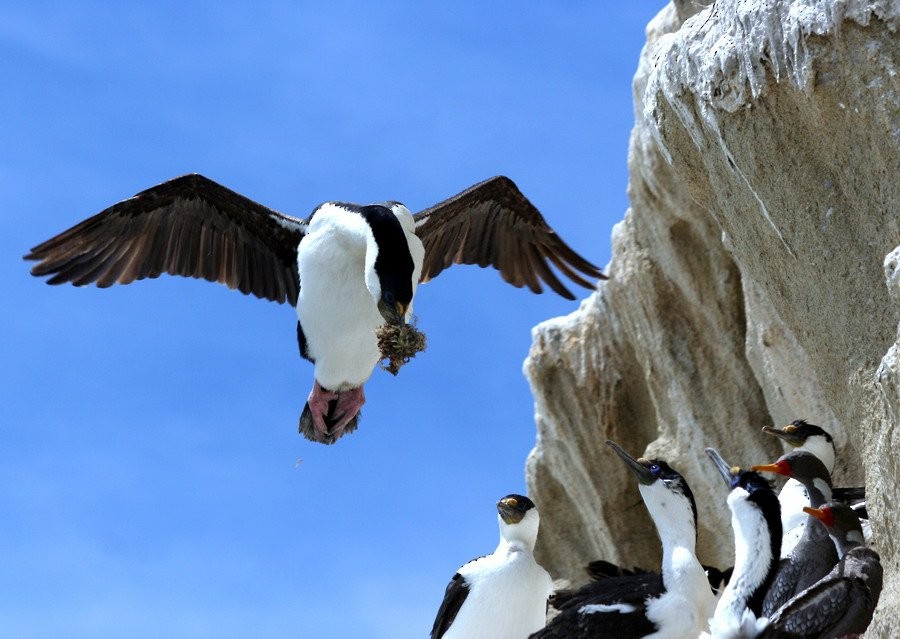 knoppskarv (atriceps gr.) - ML646916685