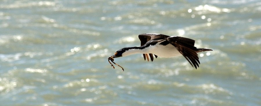 knoppskarv (atriceps gr.) - ML646916686