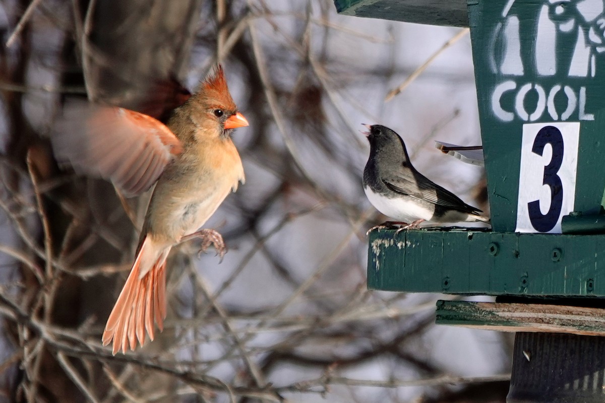 Kardinal arrunta - ML646916689