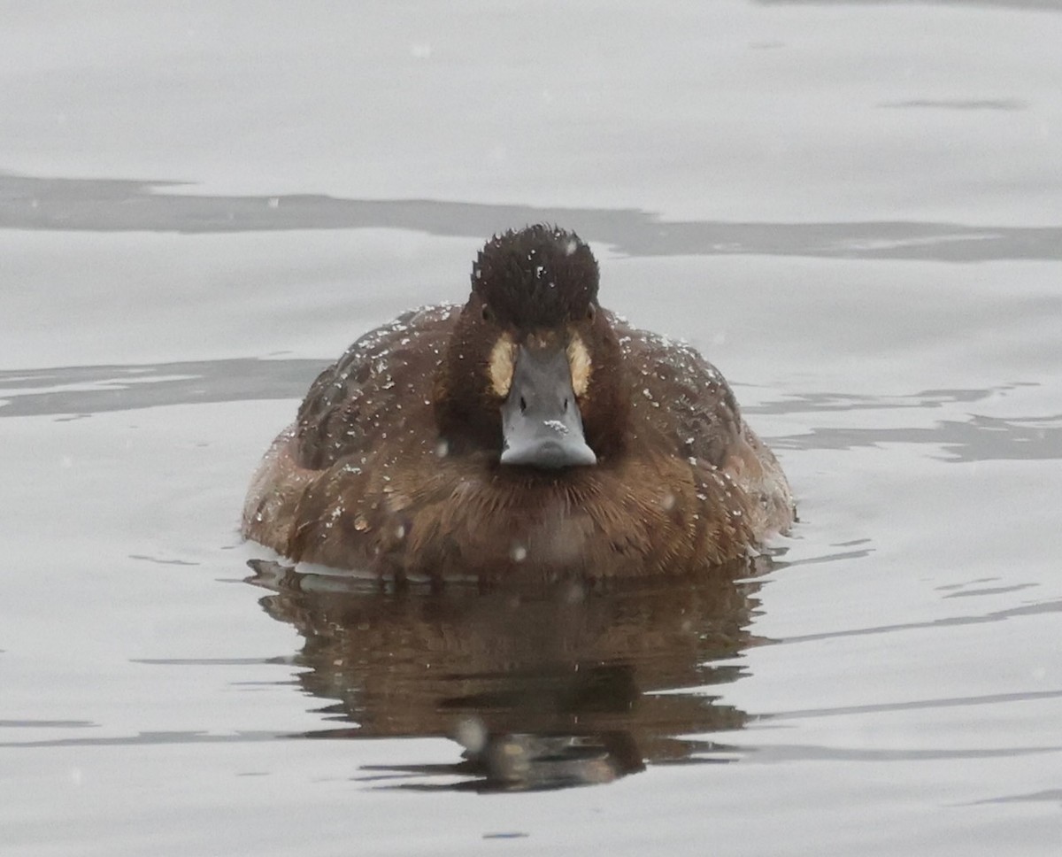 Karabaş Patka - ML646916690
