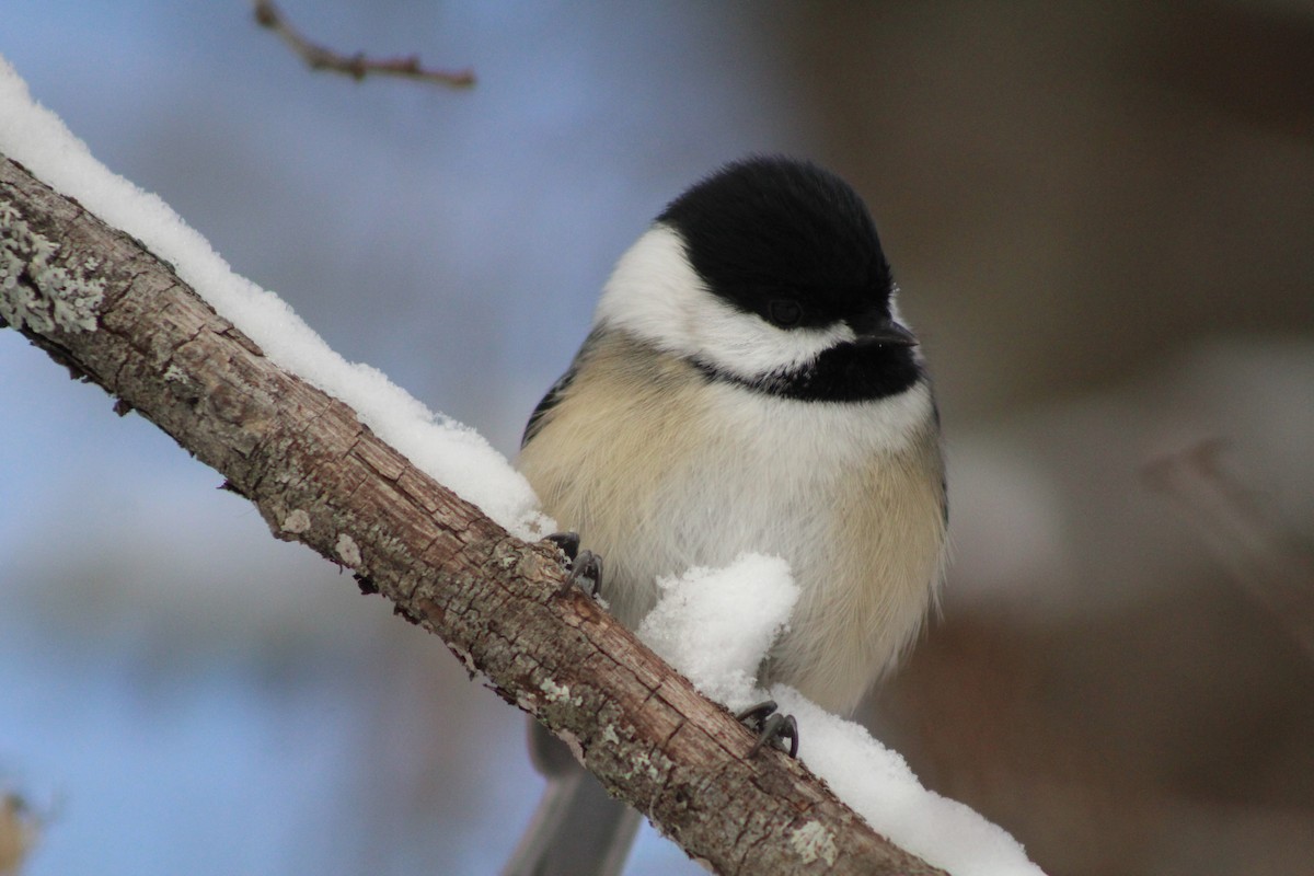 Black-capped Chickadee - ML646916692
