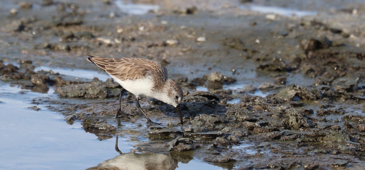 ヒメハマシギ - ML646916694