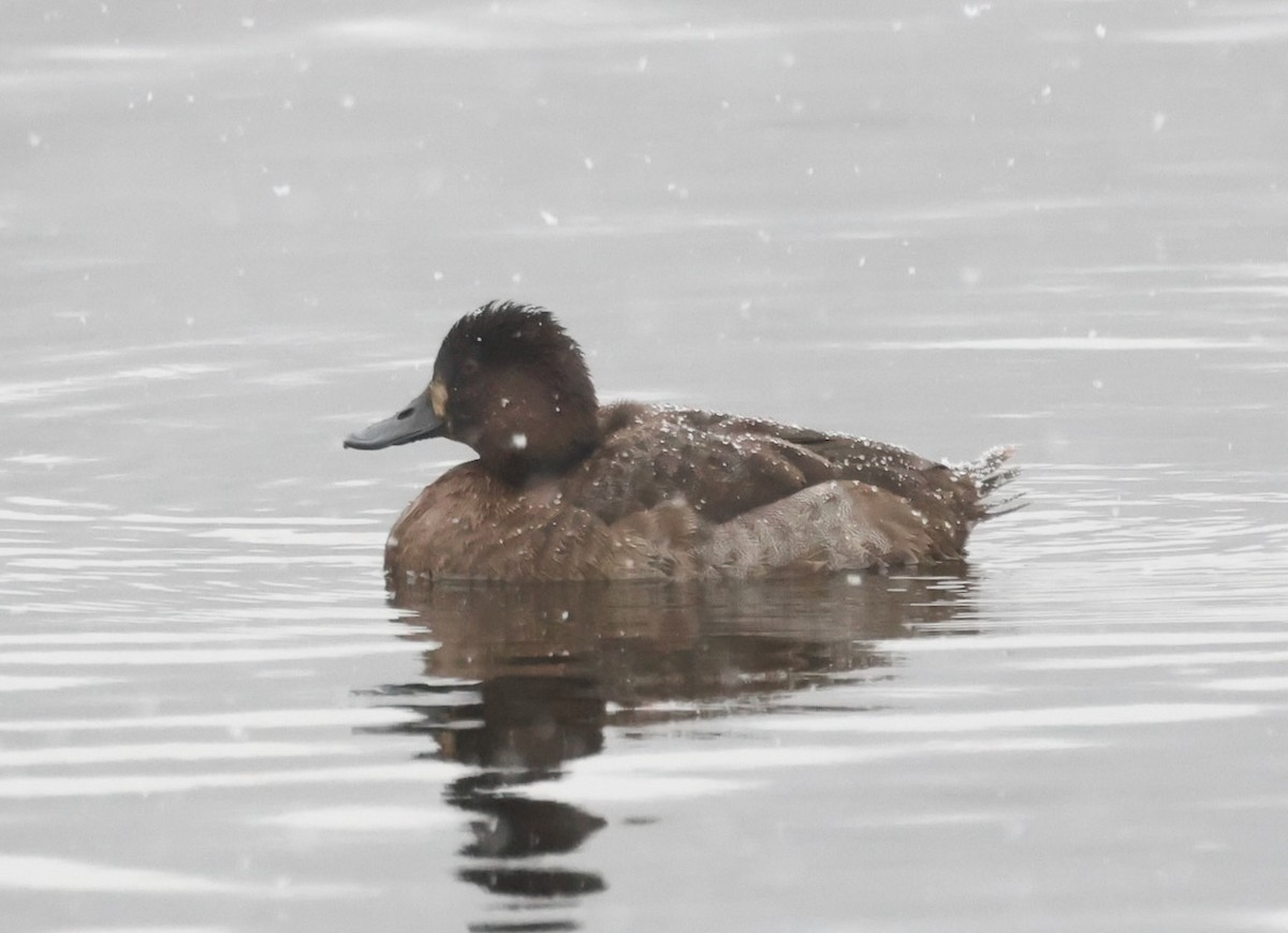 Karabaş Patka - ML646916695