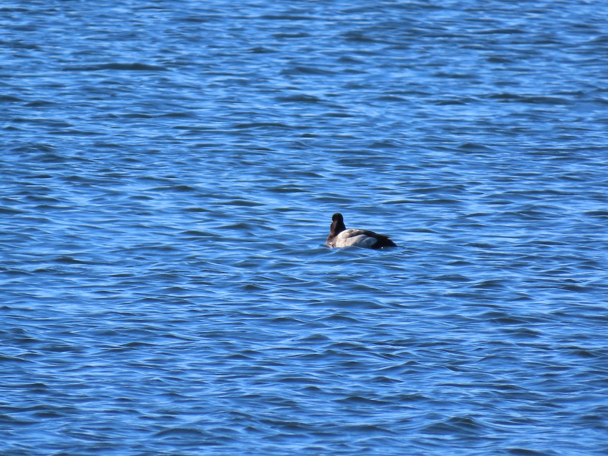 Murgilari txikia - ML646916698