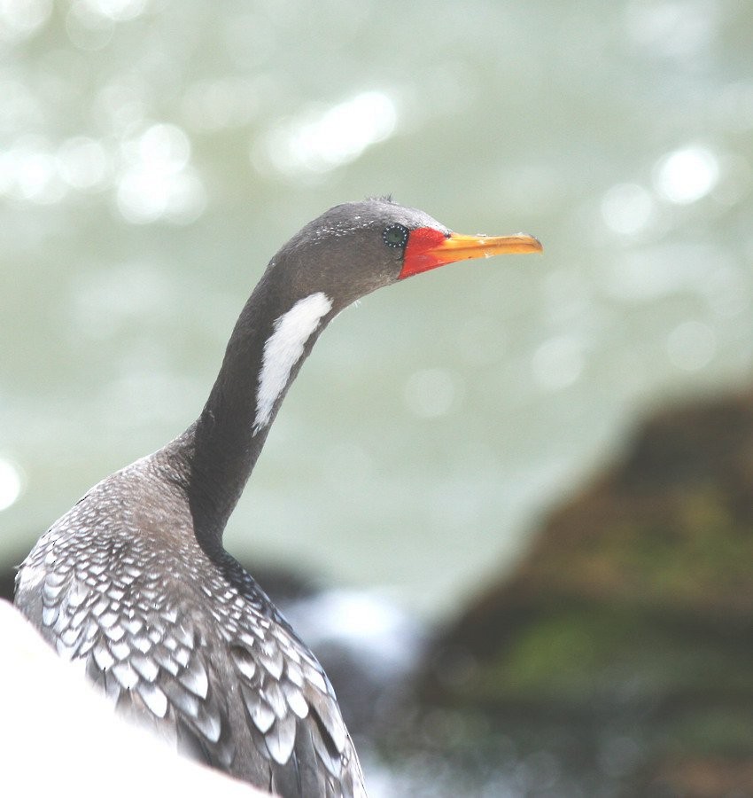 rødfotskarv - ML646916699