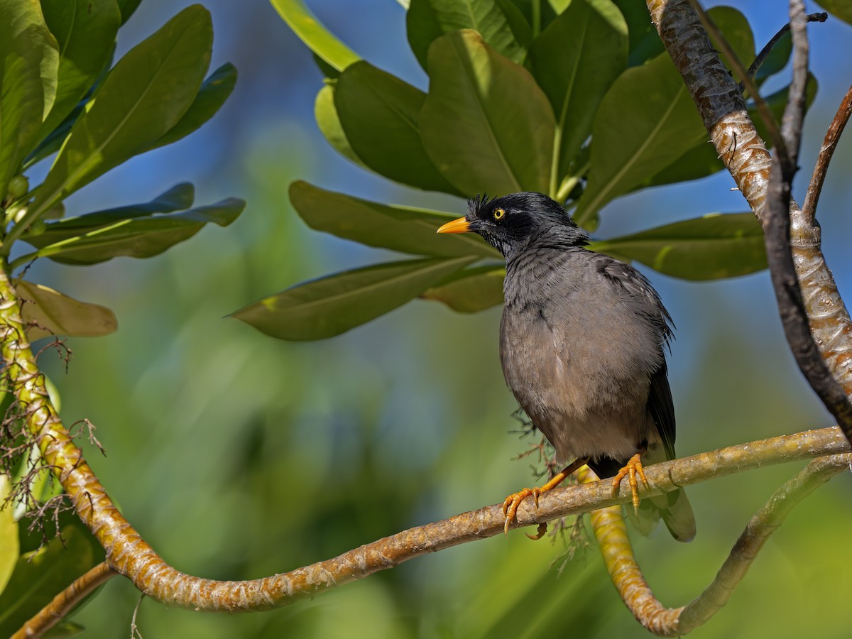 krattstær - ML646916700