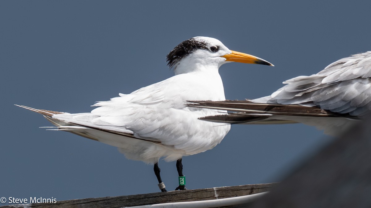 kinaterne - ML646916703