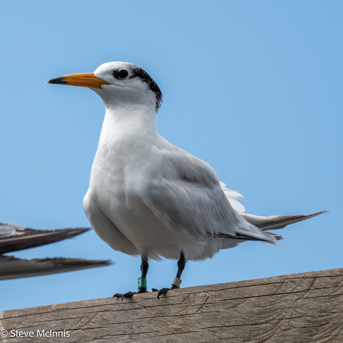 kinaterne - ML646916704