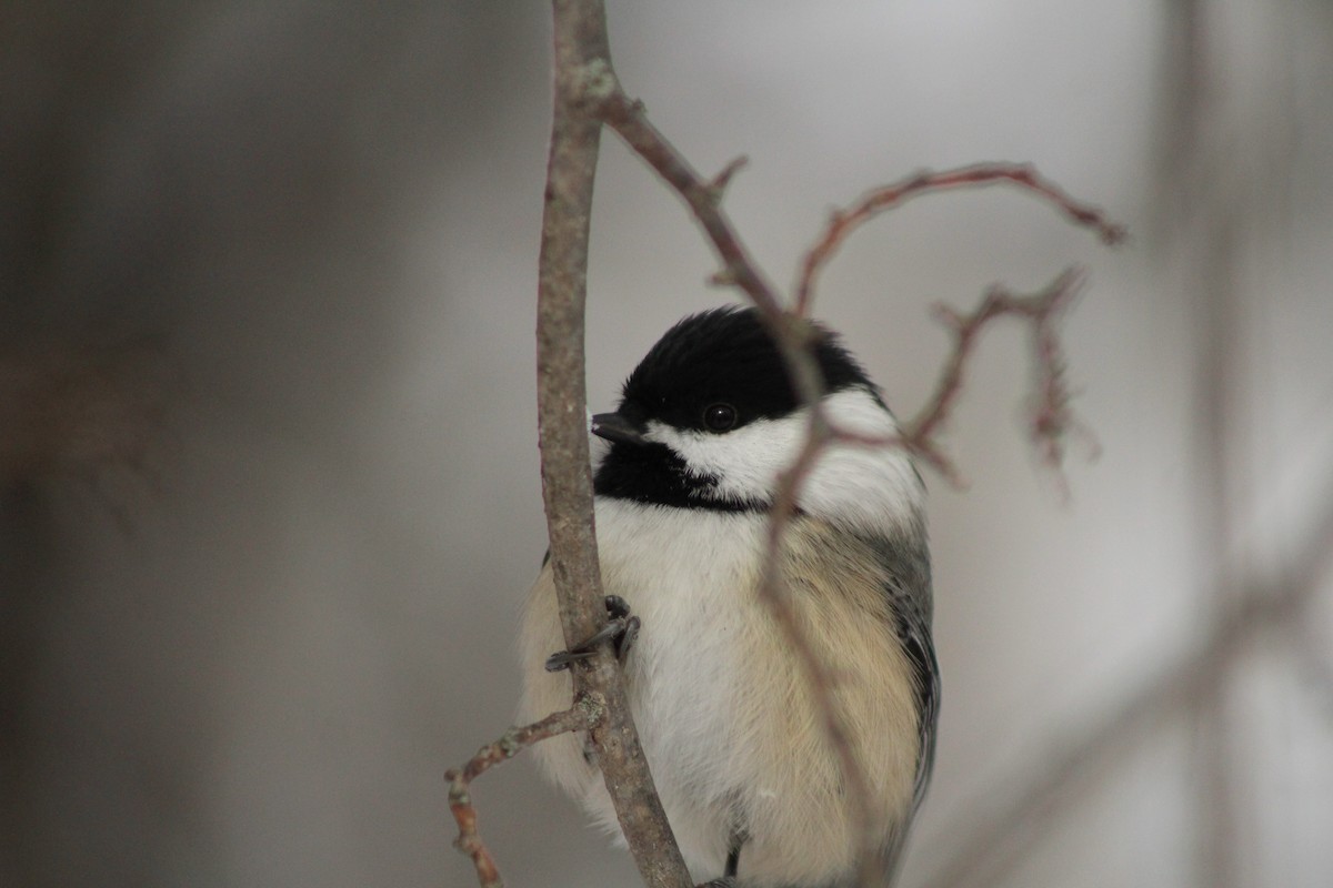 Black-capped Chickadee - ML646916707