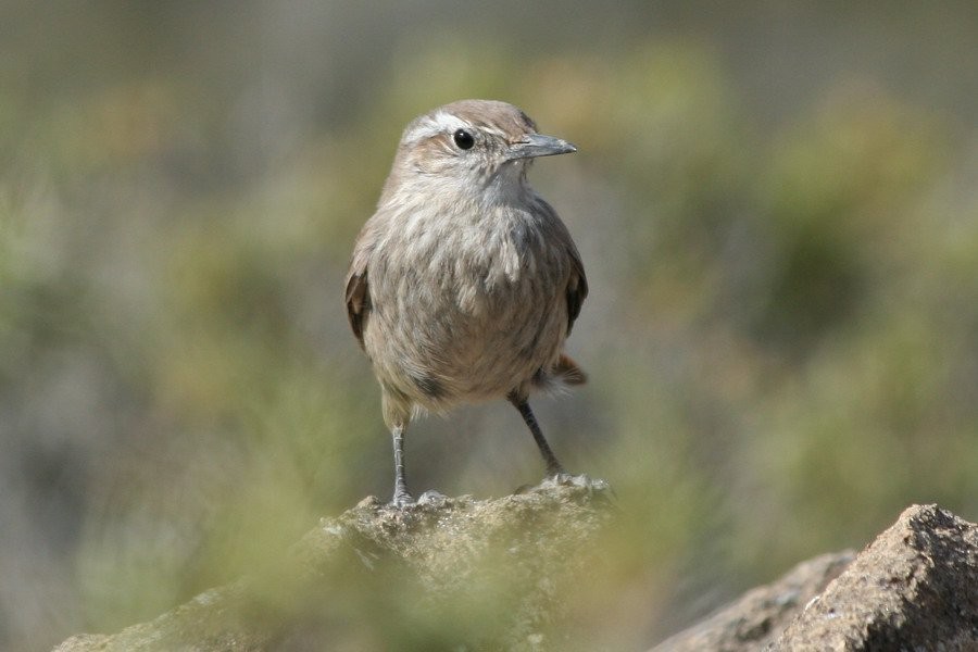 mørkstjertmarkløper - ML646916710