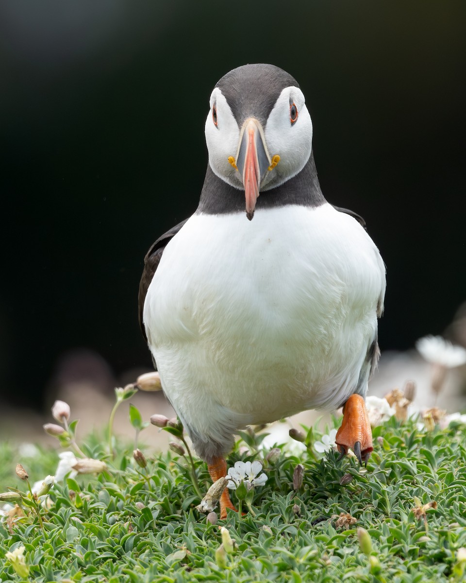 Atlantic Puffin - ML646916719