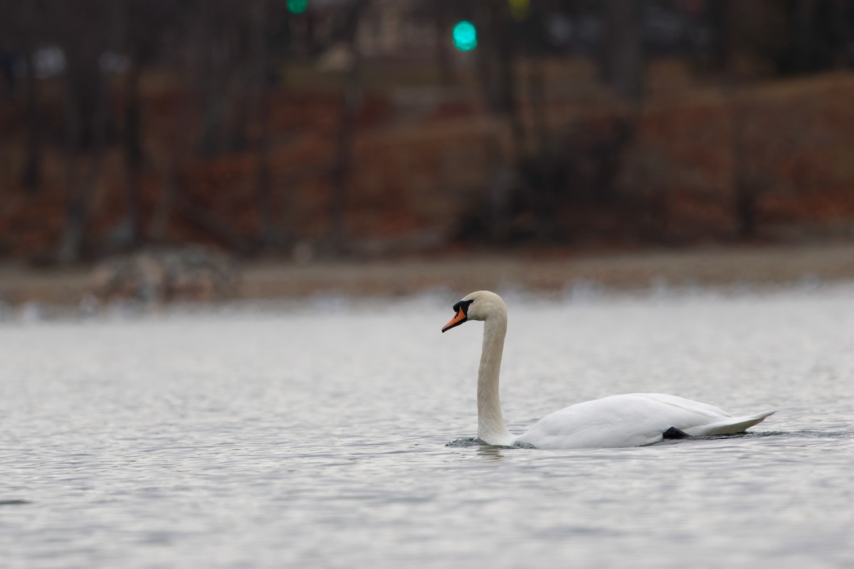 labuť velká - ML646916724