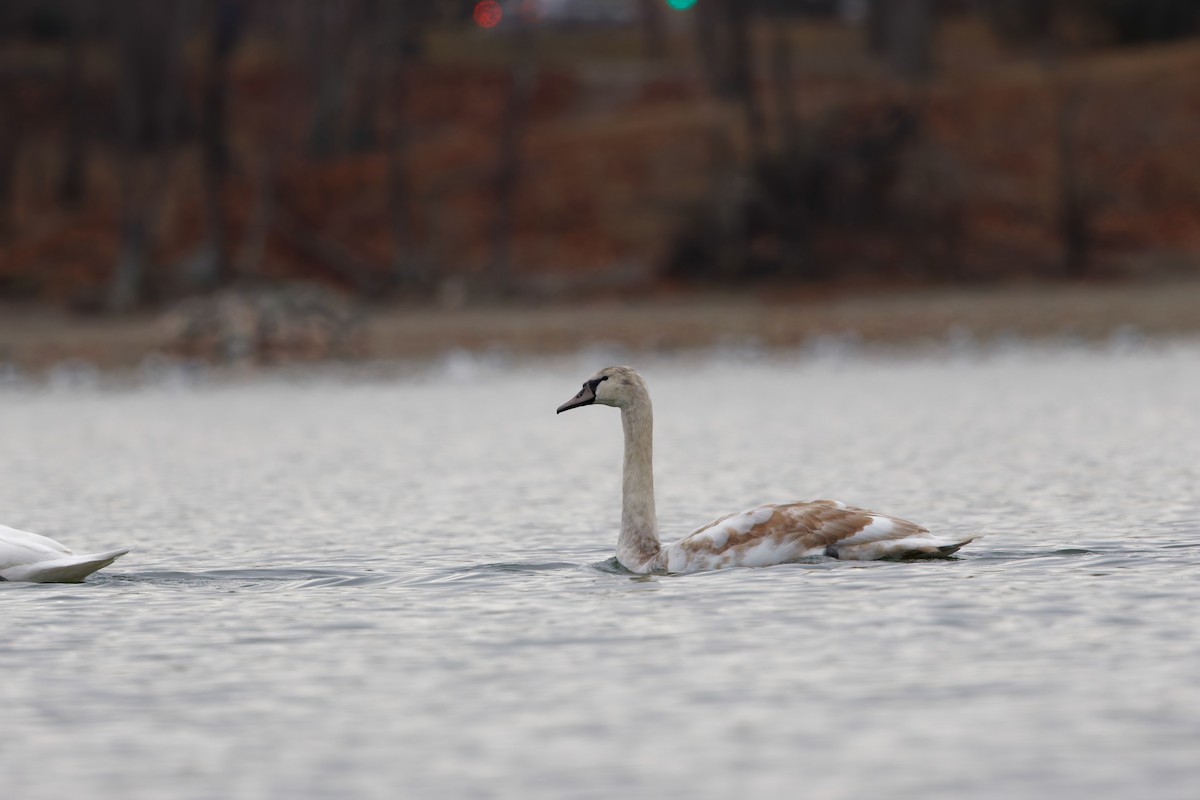 labuť velká - ML646916725